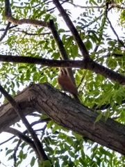 Lepidocolaptes angustirostris