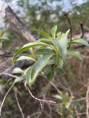 Heteropyxis natalensis