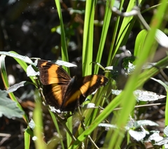 Yoma sabina