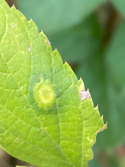 Pachypsylla celtidisvesicula