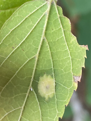 Pachypsylla celtidisvesicula