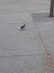 Columba livia