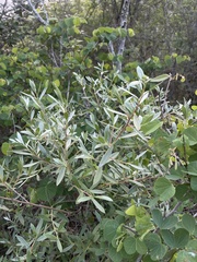 Diospyros lycioides nitens