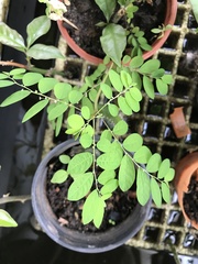 Phyllanthus tenellus