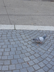 Columba livia