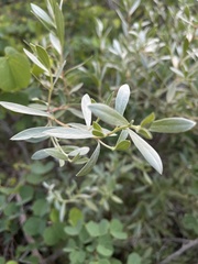 Diospyros lycioides nitens