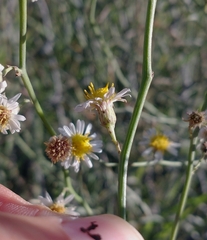 Chloracantha spinosa