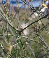 Chloracantha spinosa