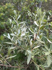 Diospyros lycioides nitens