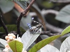 Syntomeida melanthus