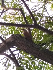 Lepidocolaptes angustirostris