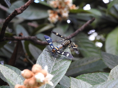 Syntomeida melanthus