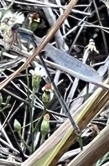 Lestidae