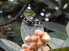 Syntomeida melanthus