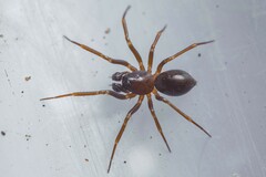 Microneta viaria