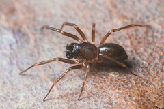 Microneta viaria