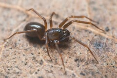 Microneta viaria