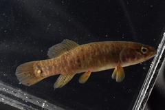 Umbra limi