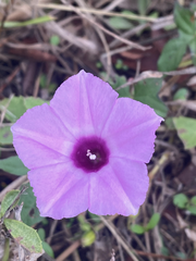 Ipomoea cordatotriloba