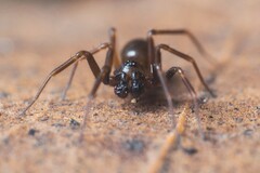 Microneta viaria