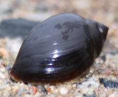 Physa