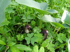 Arisarum simorrhinum