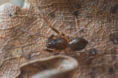 Microneta viaria