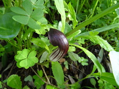 Arisarum simorrhinum