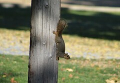 Sciurus niger