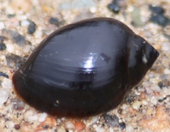 Physa