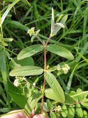 Euphorbia lasiocarpa
