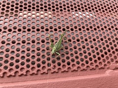 Insara elegans