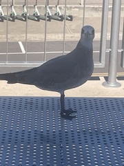 Leucophaeus atricilla