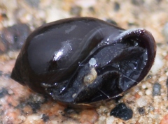 Physa