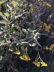 Senecio verbascifolius