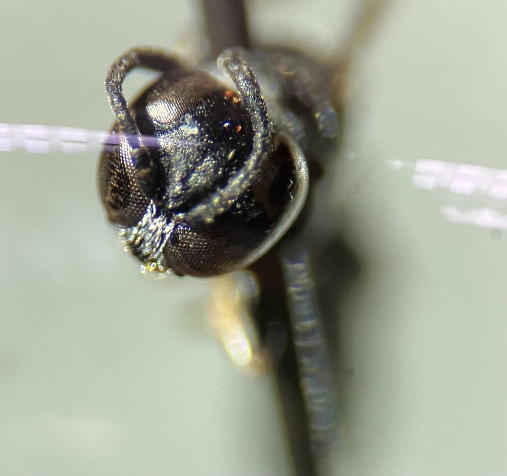 Trypoxylon richardsi