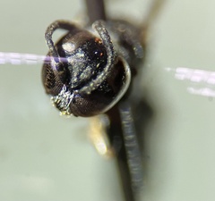 Trypoxylon richardsi