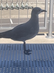 Leucophaeus atricilla