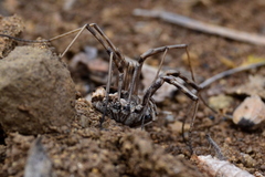 Phalangium punctipes