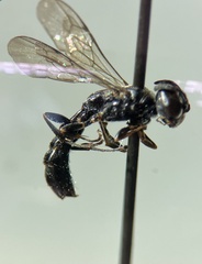 Trypoxylon richardsi