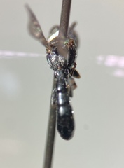 Trypoxylon richardsi