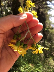 Senecio verbascifolius