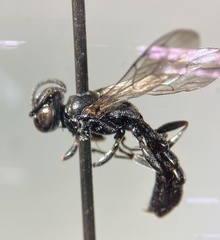 Trypoxylon richardsi