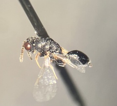 Eurytominae