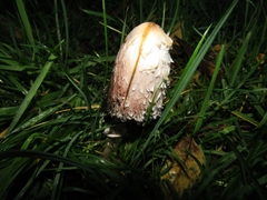 Coprinus comatus