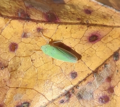 Draeculacephala balli