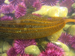Costaria costata