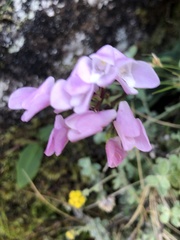 Disa rosea