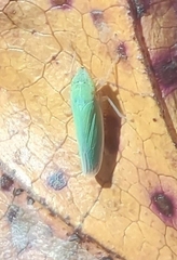 Draeculacephala balli