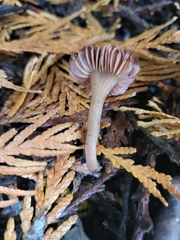 Contumyces rosellus